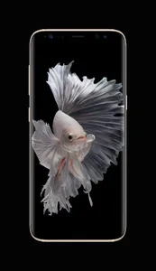 Betta Fish Live Wallpapers screenshot 5