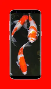 Koi Fish Wallpapers screenshot 1