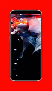 Koi Fish Wallpapers screenshot 2