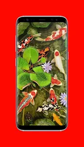 Koi Fish Wallpapers screenshot 3