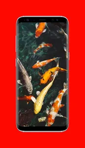 Koi Fish Wallpapers screenshot 4