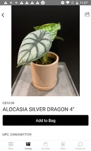 3B's Flowers screenshot 2