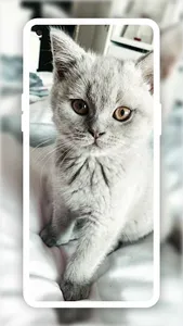 Beautiful Wallpapers HD screenshot 9