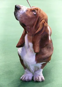Basset Hound Dog Wallpapers screenshot 0