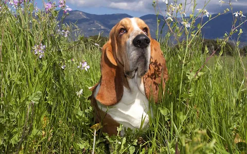 Basset Hound Dog Wallpapers screenshot 10