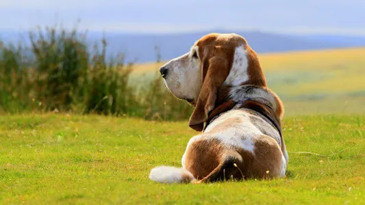 Basset Hound Dog Wallpapers screenshot 11