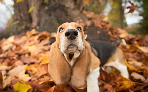 Basset Hound Dog Wallpapers screenshot 12