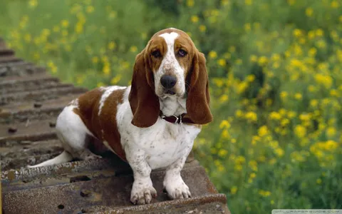 Basset Hound Dog Wallpapers screenshot 13