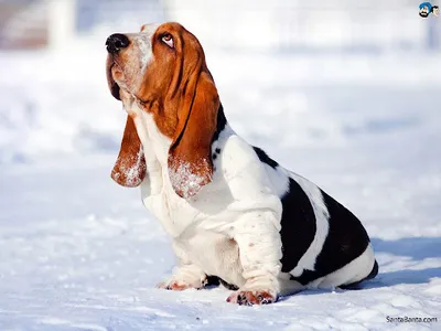Basset Hound Dog Wallpapers screenshot 14
