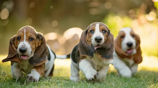 Basset Hound Dog Wallpapers screenshot 15