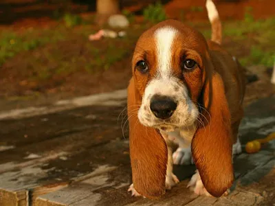 Basset Hound Dog Wallpapers screenshot 16