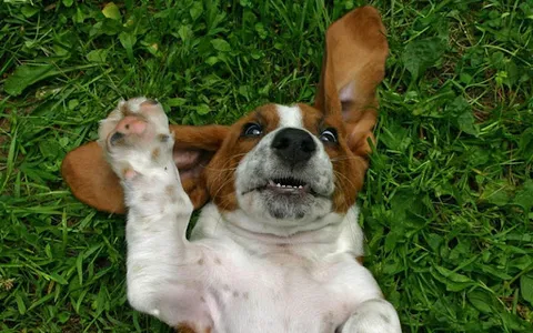 Basset Hound Dog Wallpapers screenshot 17