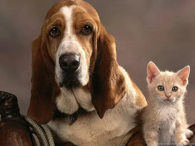 Basset Hound Dog Wallpapers screenshot 18