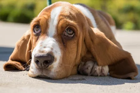 Basset Hound Dog Wallpapers screenshot 19