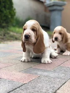 Basset Hound Dog Wallpapers screenshot 2