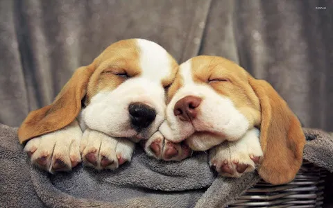 Basset Hound Dog Wallpapers screenshot 20