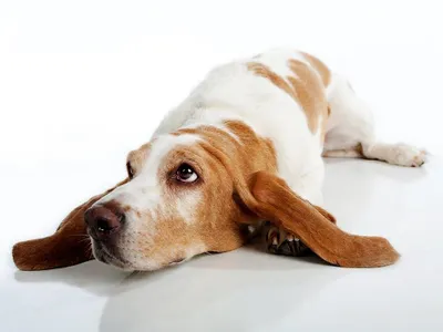 Basset Hound Dog Wallpapers screenshot 21