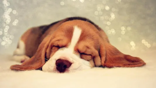 Basset Hound Dog Wallpapers screenshot 22