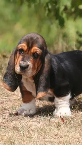 Basset Hound Dog Wallpapers screenshot 23