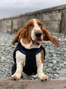 Basset Hound Dog Wallpapers screenshot 4