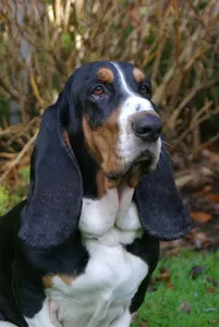 Basset Hound Dog Wallpapers screenshot 5