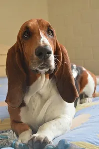 Basset Hound Dog Wallpapers screenshot 6