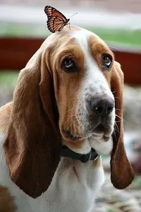Basset Hound Dog Wallpapers screenshot 7