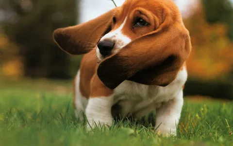 Basset Hound Dog Wallpapers screenshot 8