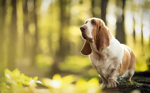 Basset Hound Dog Wallpapers screenshot 9