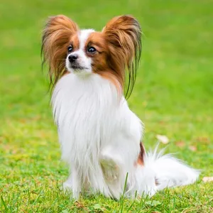 Papillon Dog Wallpapers screenshot 4