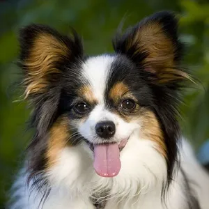 Papillon Dog Wallpapers screenshot 5