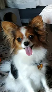 Papillon Dog Wallpapers screenshot 6