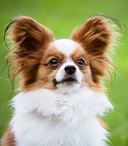 Papillon Dog Wallpapers screenshot 7
