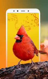 Bird Sounds, Calls & Ringtones screenshot 5