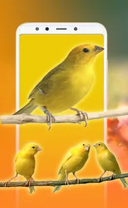 Bird Sounds, Calls & Ringtones screenshot 9