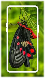 Butterfly Wallpapers screenshot 6