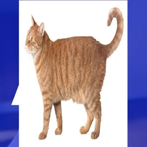 الواقع المعزز screenshot 11