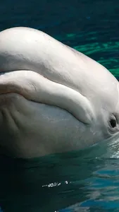 Beluga Whale Wallpaper screenshot 17
