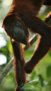 Howler Wallpaper screenshot 13