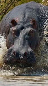 Hippo Wallpaper screenshot 11