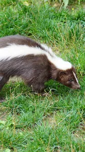 Skunk Wallpaper screenshot 0