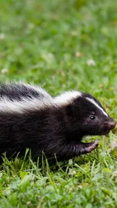 Skunk Wallpaper screenshot 1