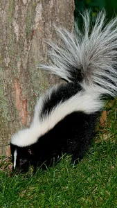Skunk Wallpaper screenshot 2