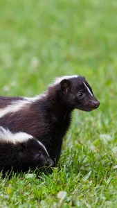 Skunk Wallpaper screenshot 7