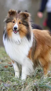 Shetland Sheepdog Wallpaper screenshot 0