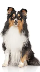 Shetland Sheepdog Wallpaper screenshot 1