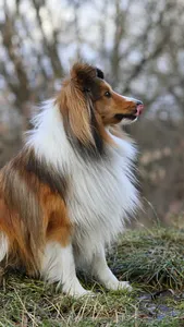 Shetland Sheepdog Wallpaper screenshot 10