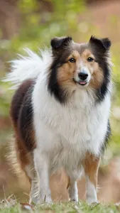 Shetland Sheepdog Wallpaper screenshot 11