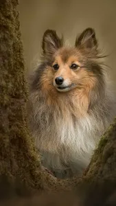 Shetland Sheepdog Wallpaper screenshot 12