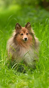 Shetland Sheepdog Wallpaper screenshot 13